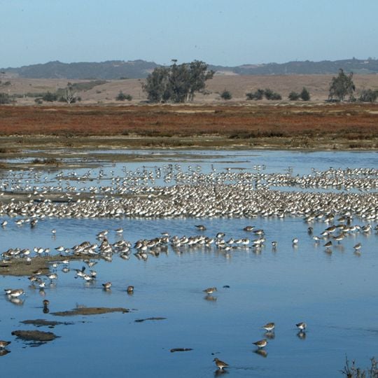 Elkhorn Slough