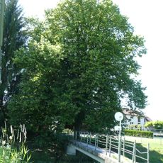 Monument naturel Tilleul (Tilia cordata)