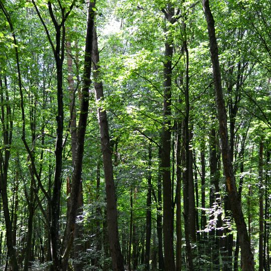 Riznolissia nature reserve