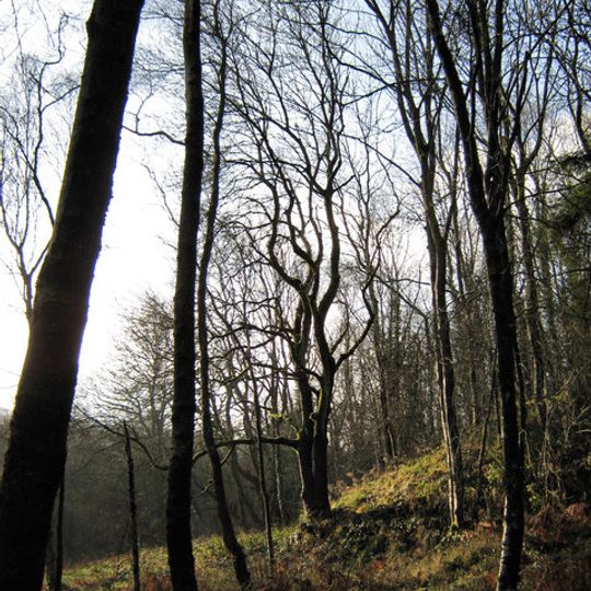 Lady Park Wood National Nature Reserve