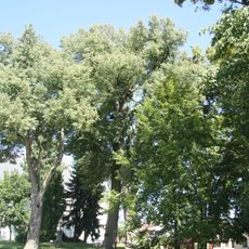 Lípy v Horních Borech