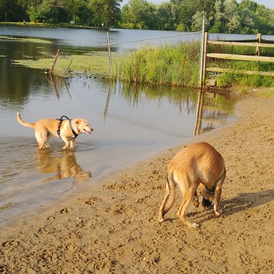 Dog Beach
