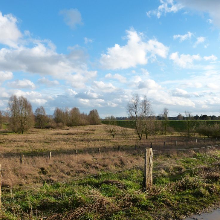 Uedesheimer Rheinbogen
