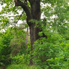 Týnišťské Poorličí