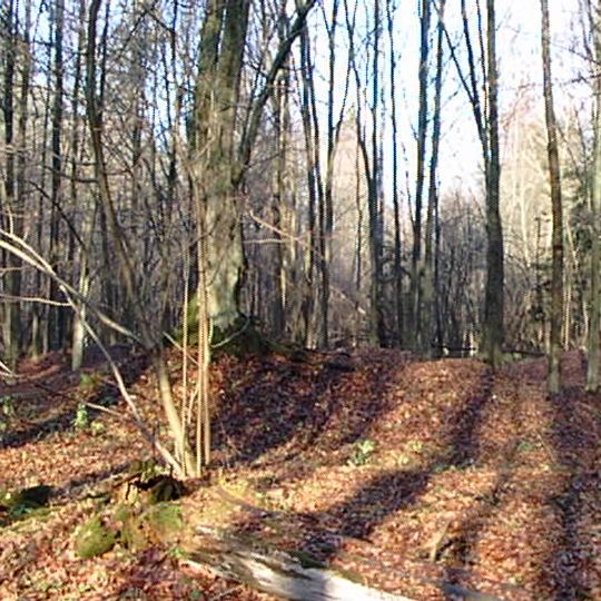 Rezerwat przyrody Szczekotowo