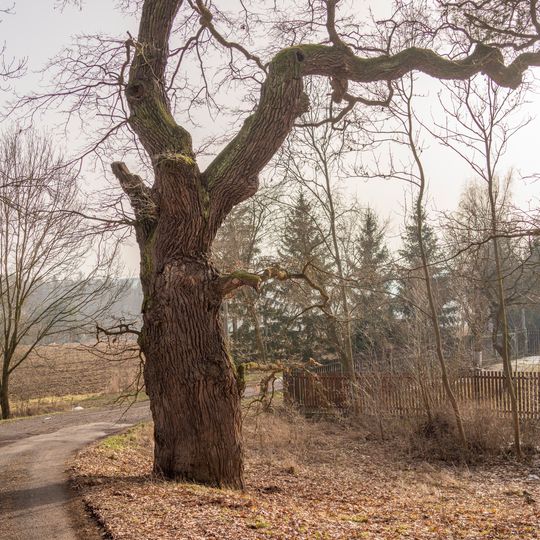 Dub ve Velké Černoci