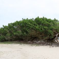 Árvore da Preguiça