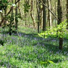 Dancersend Nature Reserve