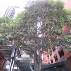 Port Jackson Fig, Mt Newman House