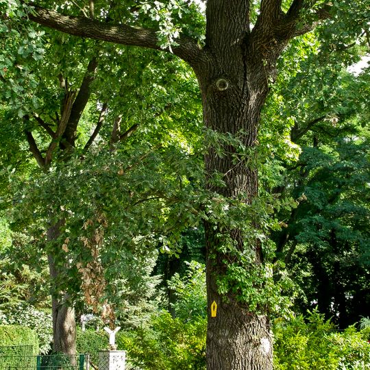 Naturdenkmal [[Eichen