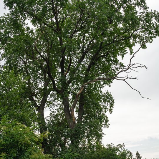 Lípa na Kozím Hřbetu