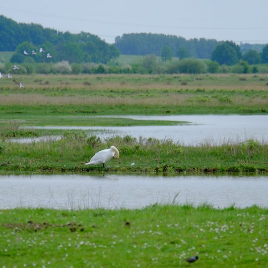 Plaine inondée du Markiezaat