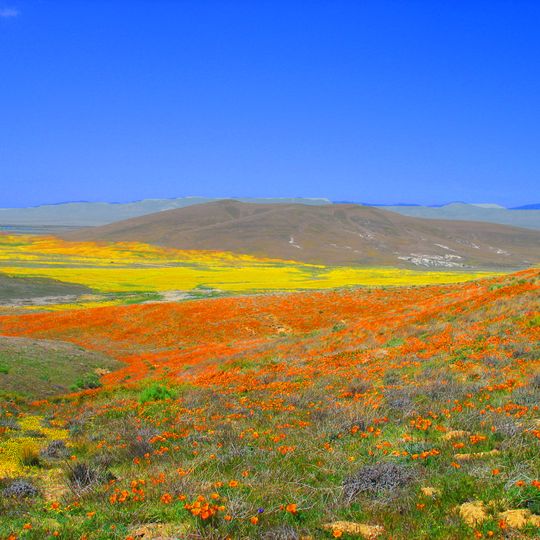 Antelope Valley California Poppy Reserve State Natural Reserve