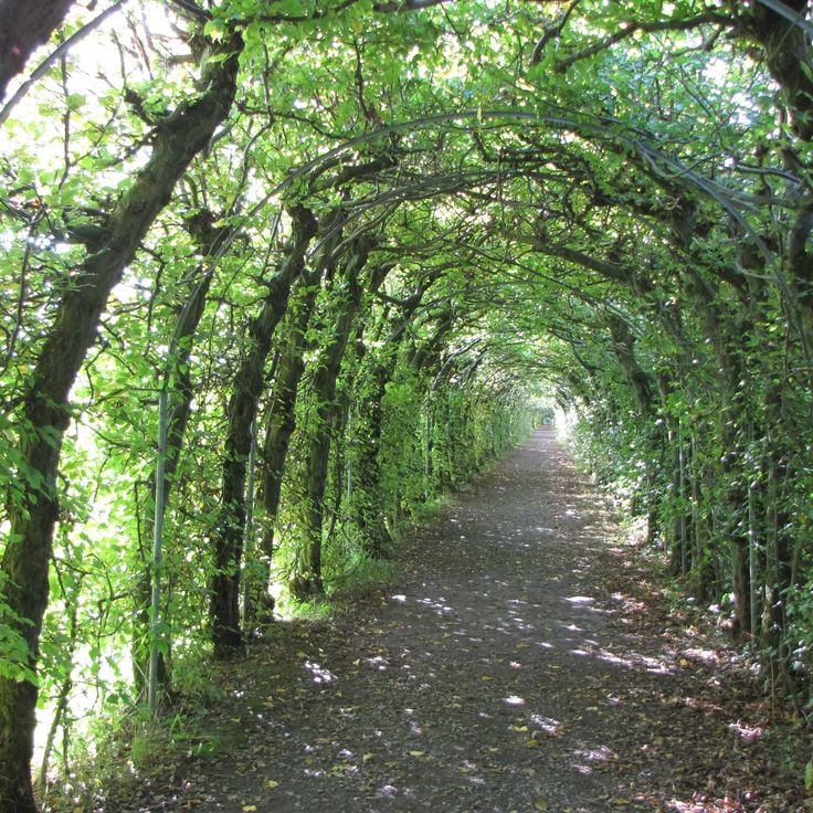 Tree tunnel of Haut-Maret