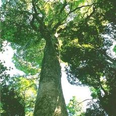 Tooloom National Park