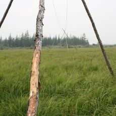 Pleistocene Park