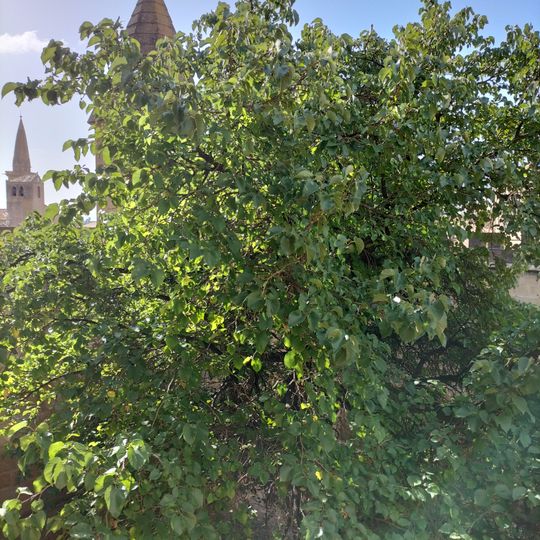 Morera del Castillo de Olite