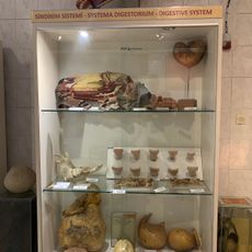 Veteriner Anatomi Müzesi