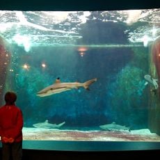 Aquarium-Muséum