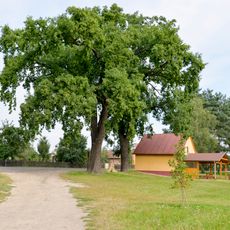Group of 2 Quercus robur in Koprník