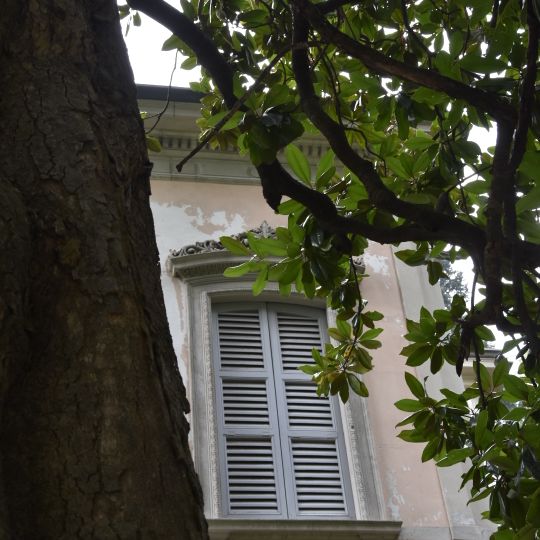 Magnolia sempreverde