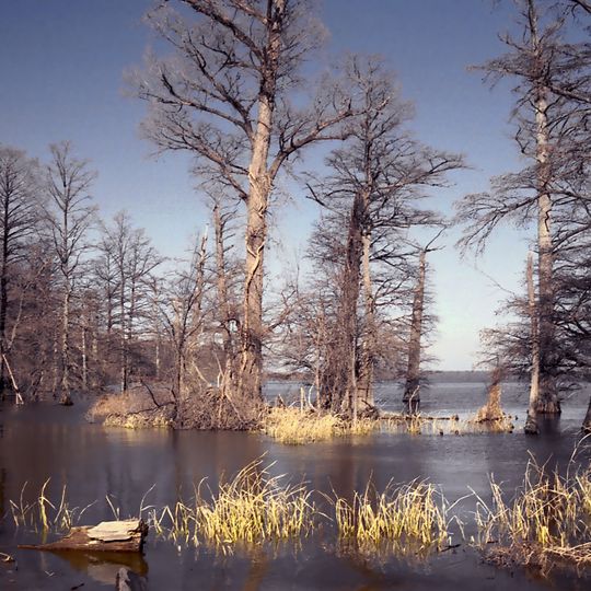 Parc d'État de Reelfoot Lake