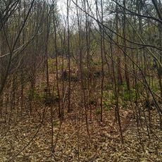 Shrub's Wood Long Barrow
