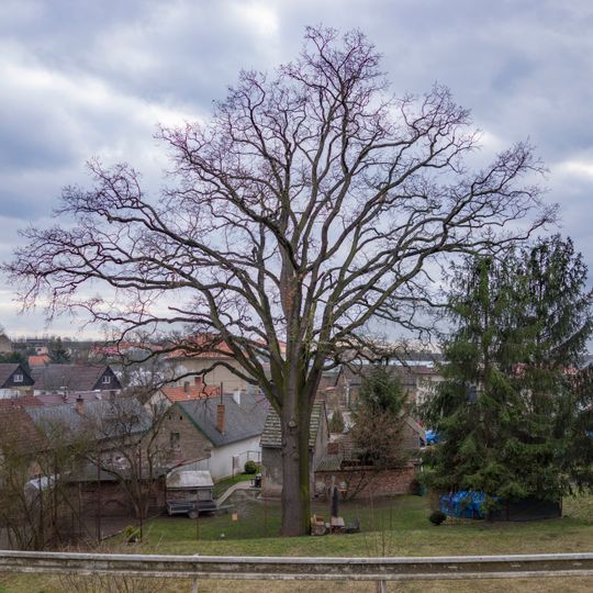 Dub letní v Horkách