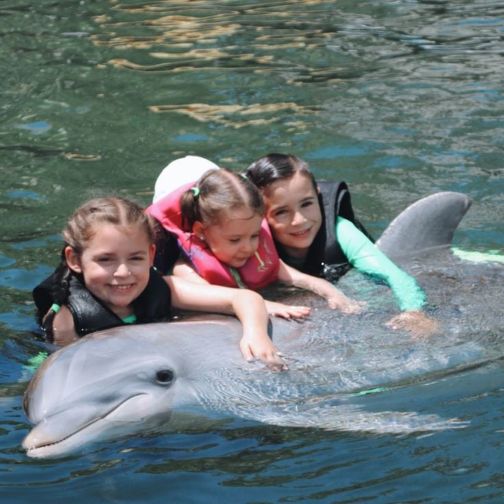 Island Dolphin Care