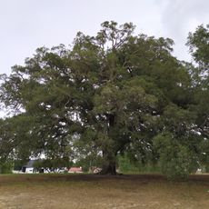 Whistler cork oak