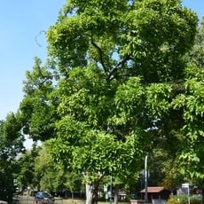 Naturdenkmal Magnolie im Vorgarten des Hauses Berliner Str. 26 direkt an der Ampel in Seefeld