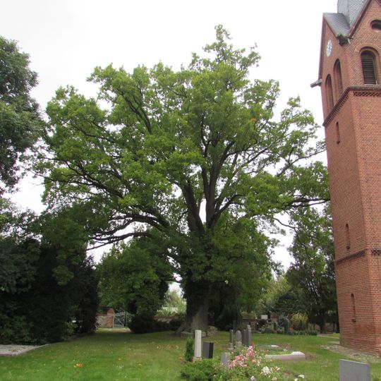 Naturdenkmal Eiche