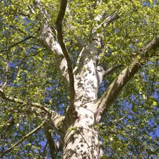 Platanus × acerifolia 9-36/B
