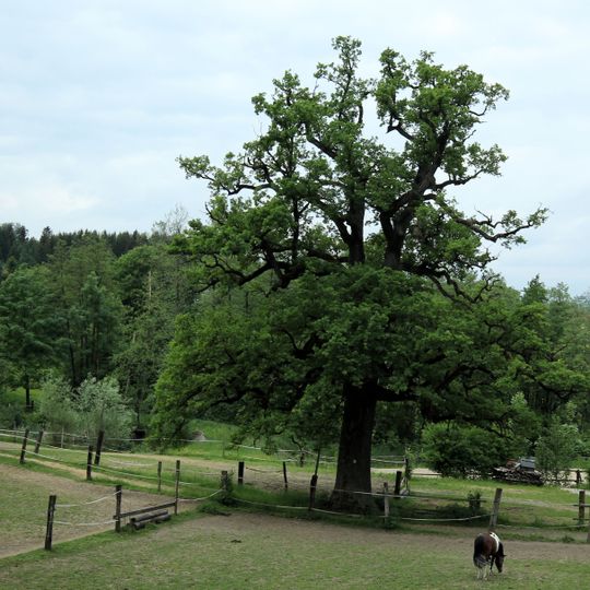 Eiche unterhalb der Burg Clam