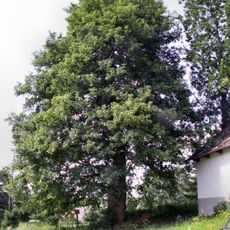 Javor klen v Odranci