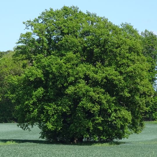 Eiche von Holzhausen