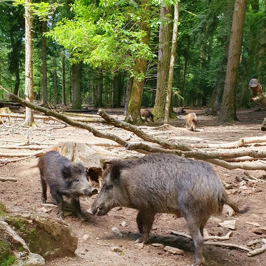 Parc aux Sangliers