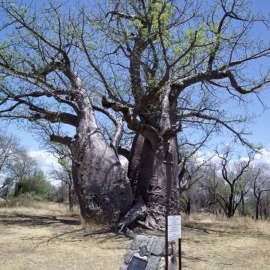 Baobab Tree
