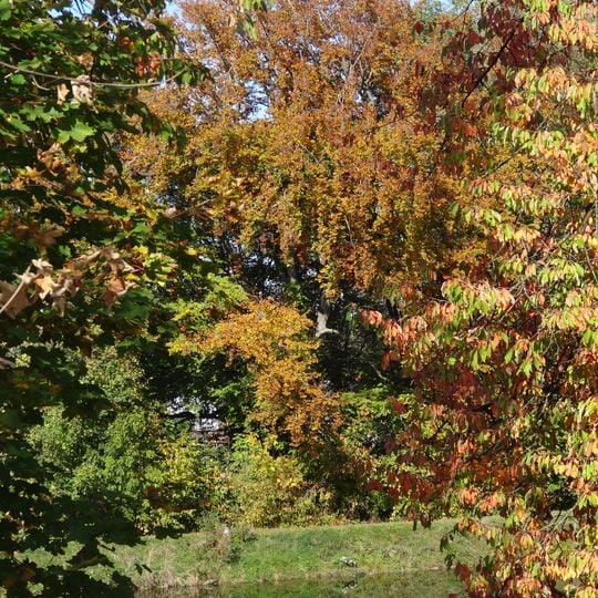 Buche Am Sandhaken 40 und 41