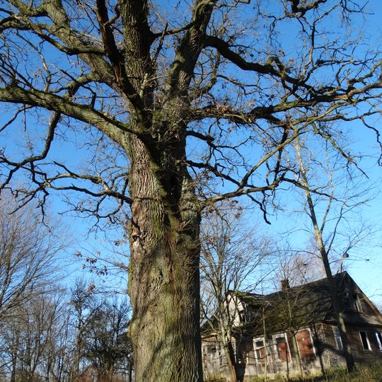 Papiškių ąžuolas