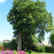 Laukuvos graikinis riešutmedis