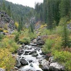 Nez Perce National Forest