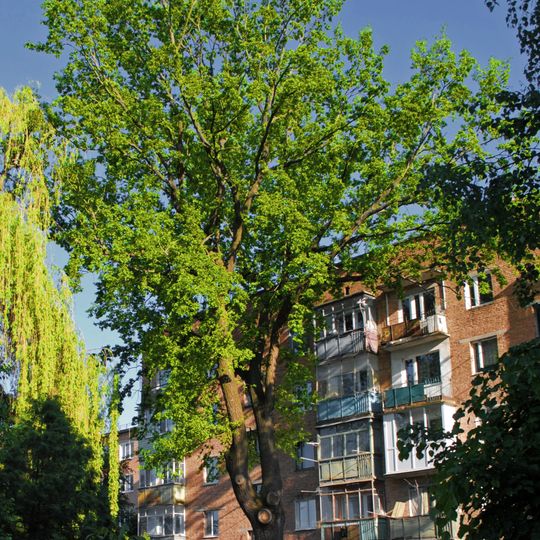 Giant Oak, Vinnytsia