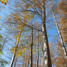 Boatin Biosphere Reserve