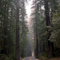 Parque estadual de Humboldt Redwoods