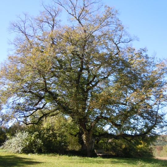 Alte Linde Deufringen