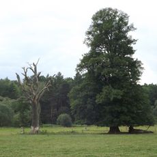 Dub u Zadního dvora 2