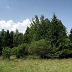 Mokřady pod Vlčkem