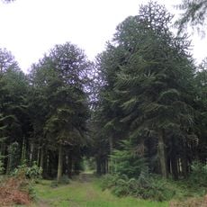 Robin Hood's Bower earthwork enclosure in Southleigh Wood