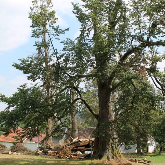 Lípa srdčitá v Praskolesích